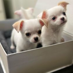 Minunați căței Chihuahua de rasă pură