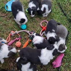 Minunați cățeluși Border Collie,