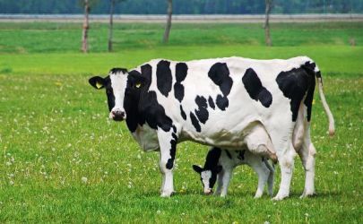 Ngajăm ÎNGRIJITOR ANIMALE la o fermă cu vaci de lapte