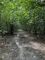 Pădure 20.000mp langa Scoala Americana - Cel mai mic pret 