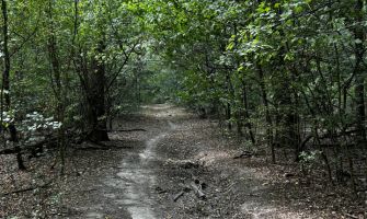 Pădure 20.000mp langa Scoala Americana - Cel mai mic pret 