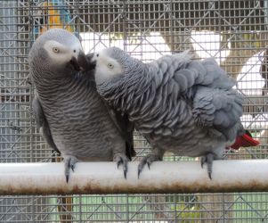 Papagali Jako (Congo African Grey)