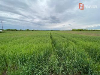 Parcela Teren Extravilan Bucovat cu Front la Sosea