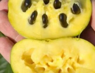 Paw paw - Banana nordului - 50+25 gratisanul 1-2 -3