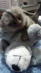 Pereche de maimuțe Marmoset disponibilă