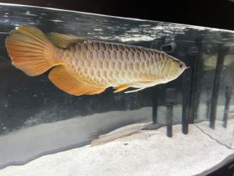 Pești fermecător Arowana de vânzare