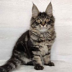 Pisicuta Maine Coon