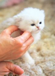Pisicuță persană adorabilă de vânzare