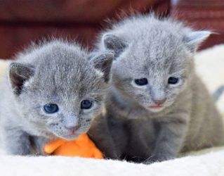 Pisicuțe albastre rusești de vânzare