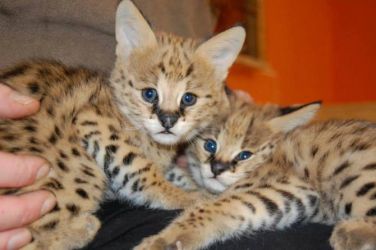 Pisicuțe frumoase Serval și F1 Savannah disponibile  