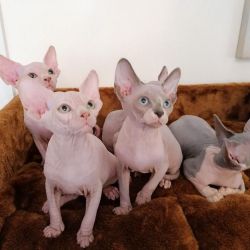 Pisicuțe Sphynx Purrbalds de vânzare