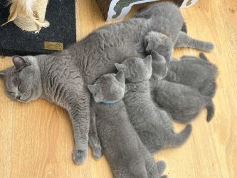 Pisoi British Shorthair
