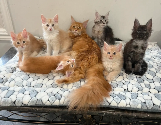 Pisoi Maine Coon