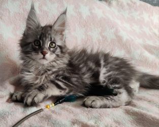 Pisoi Maine Coon disponibili