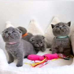 Pisoi Scottish Fold Albastru