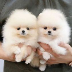 Pomeranian Albi si Maro,