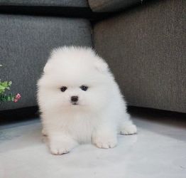 Pomeranian boo