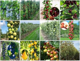 Pomi fructiferi columnari pitici-50+25 gratis anul 3