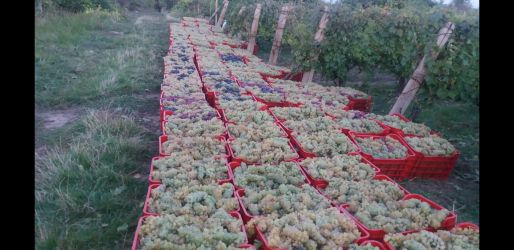 Produse Naturale pentru Vinificare - Struguri de Calitate din Vrancea