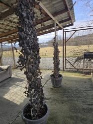 Proprietate cu potential investitional – hala productie + sera moderna