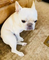 Pui de buldog francez mascul disponibil