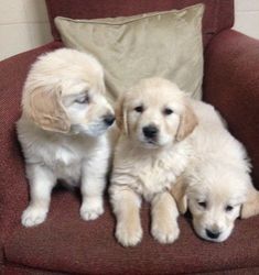 Pui Golden Retriever Disponibili