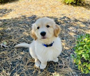 Pui Golden Retriever mascul disponibil