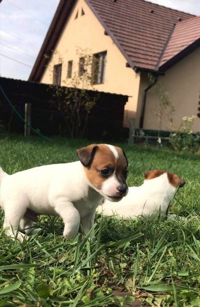 Pui Jack Russell Terrier -3