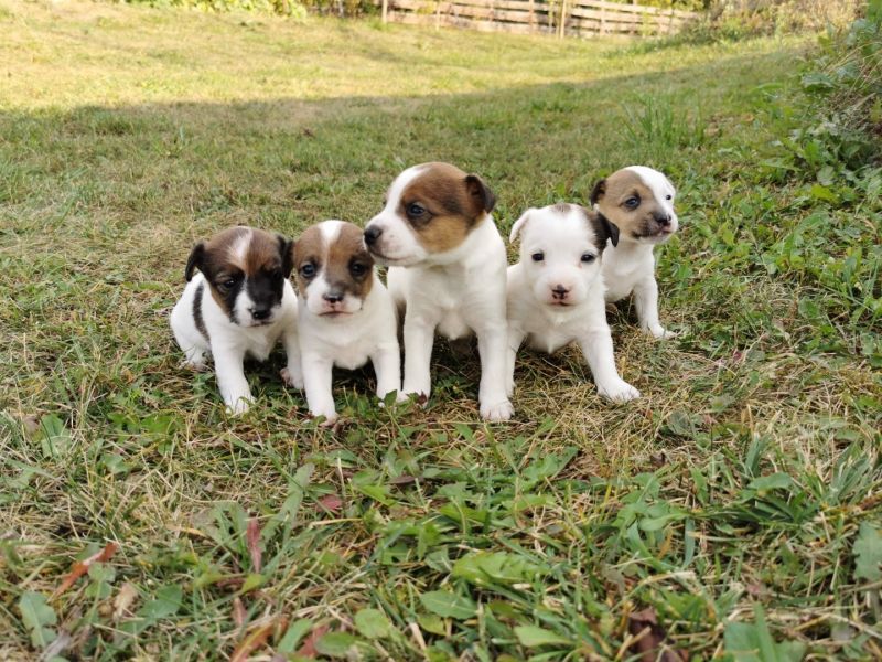 Pui Jack Russell Terrier -6