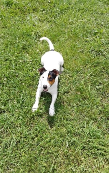 Pui Jack Russell Terrier -9