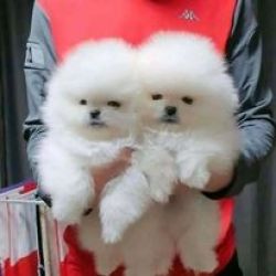 Pui Pomeranian disponibili