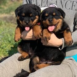 Pui Rottweiler prețioși