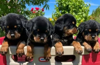 Pui Rottweiler sănătoși de vânzare.