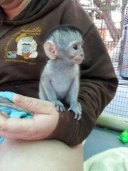 Pui superbi de maimuță Marmoset de vânzare