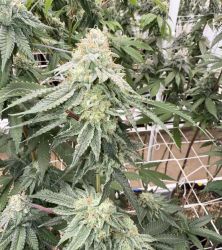 Rejuvenate Your Senses with Cannabis