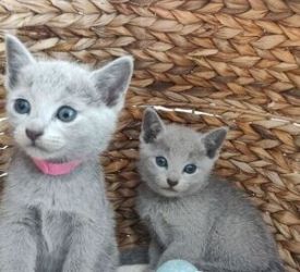 Russian blue kittens