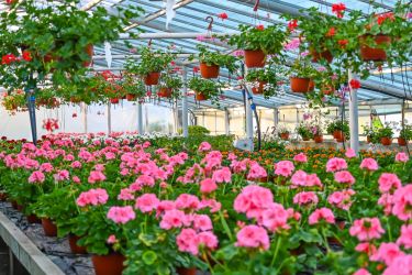 Sere de flori Austria