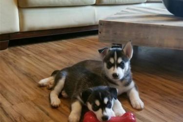 Siberian Husky Puppies ready for their new home.