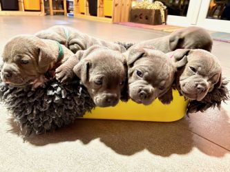 Staffordshire Bull Terrier Puppies