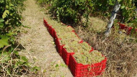 Struguri pentru Vinificare - Alaturi de Tine pentru Productia 2025