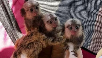  Sunt disponibile puii de maimuțe marmoset inteligente