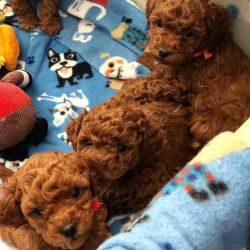 Teacup poodle puppies for adoption 