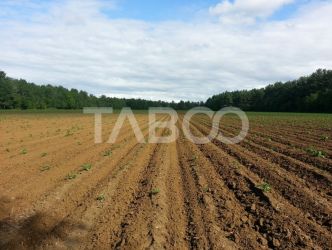 Teren extravilan agricol 12000 mp utilitati acces auto Pianu de Jos