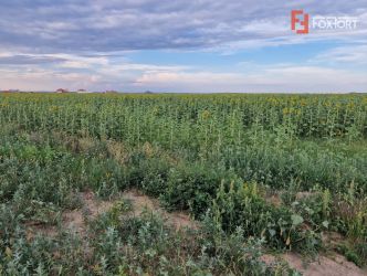 Teren intravilan de 2100 mp de vanzare in Remetea Mare