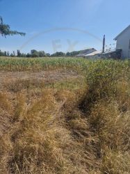 Teren Mosoaia, Lazaresti!