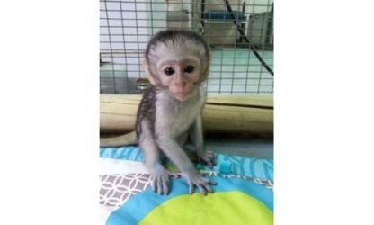 Uimitoare maimuță capucină
