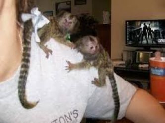 Uimitoare maimuțe marmoset pentru adopție               
