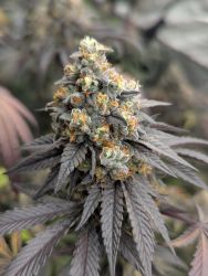 Unlock Deeper Sleep with Cannabis