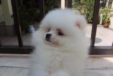 Vanzare 2 catelusi Pomeranian