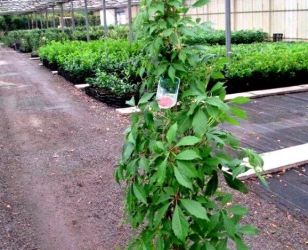 Vita de Canada -parthenocissus quinquefolia -50+25 gratis-1m